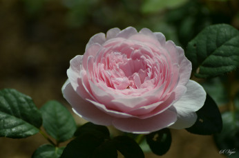 Картинка цветы розы листья розовая роза