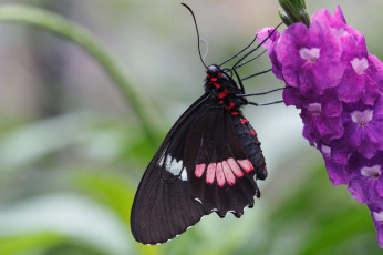 Картинка животные бабочки цветы макро бабочка