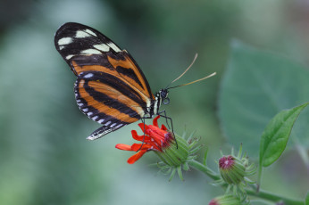 Картинка животные бабочки фон макро бабочка