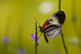 Картинка животные бабочки фон макро бабочка сиреневые цветы