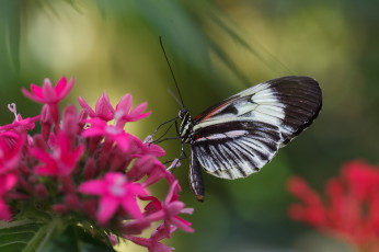 Картинка животные бабочки макро бабочка фон малиновые цветы