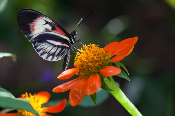 Картинка животные бабочки роса цветок бабочка