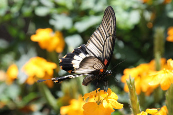 Картинка животные бабочки жёлтые бабочка цветы