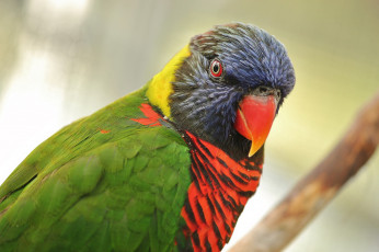 Картинка животные попугаи попугай зелёный яркий птица