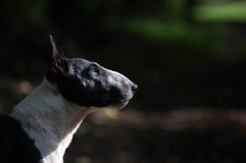 Картинка животные собаки профиль bull terrier