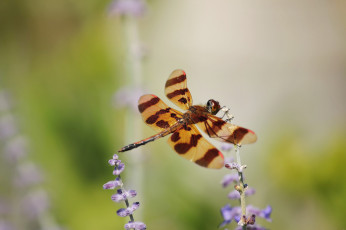 Картинка животные стрекозы цветы крылья стрекоза макро насекомое пятнистые