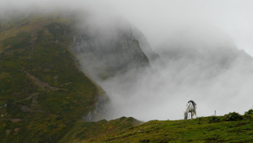 Картинка животные лошади обрыв трава скалы пропасть туман белая лошадь