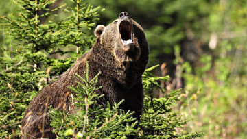 Картинка животные медведи рев медведь ёлки лес
