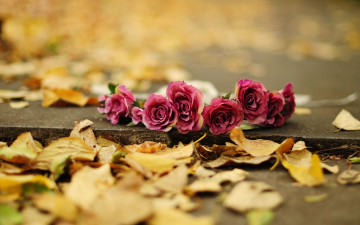 Картинка разное ремесла +поделки +рукоделие цветы розы осень листья лепестки