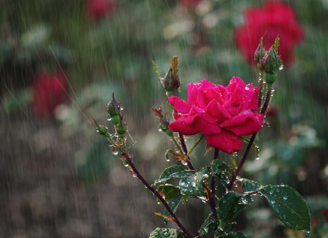 Обои картинки фото цветы, розы, бутоны, капли, дождь