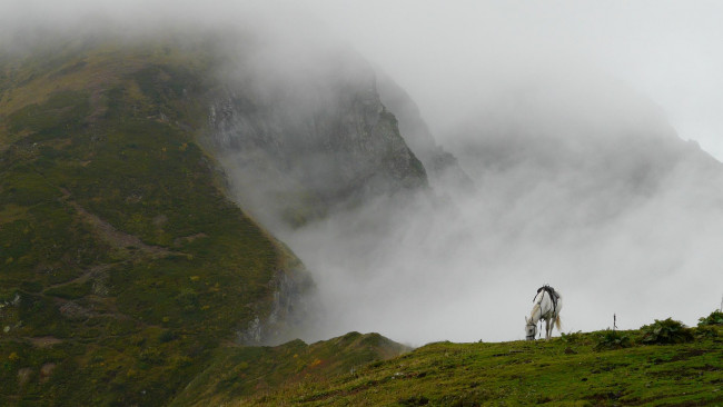 Обои картинки фото животные, лошади, обрыв, трава, скалы, пропасть, туман, белая, лошадь
