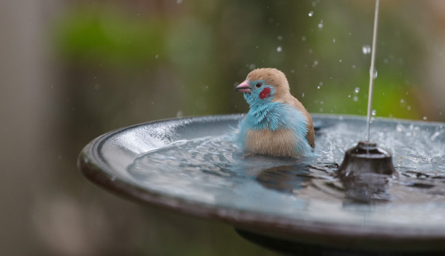 Обои картинки фото животные, птицы, птица, вода, струя, плещется, фонтанчик