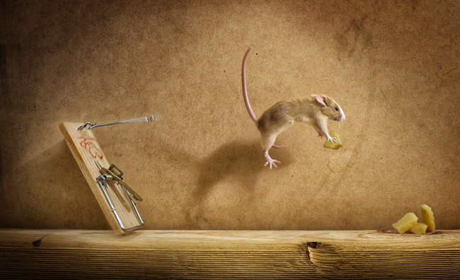 Обои картинки фото животные, крысы,  мыши, полёт, мишь, мышеловка, сыр