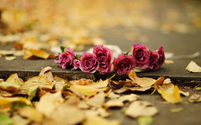 Обои картинки фото разное, ремесла,  поделки,  рукоделие, цветы, розы, осень, листья, лепестки