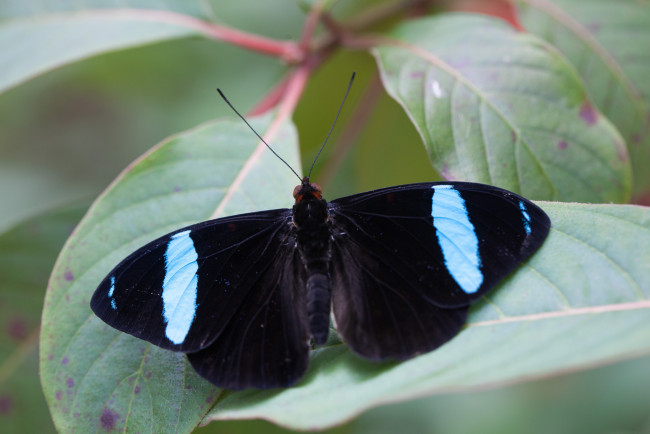 Обои картинки фото животные, бабочки, крылья, чёрная, бабочка