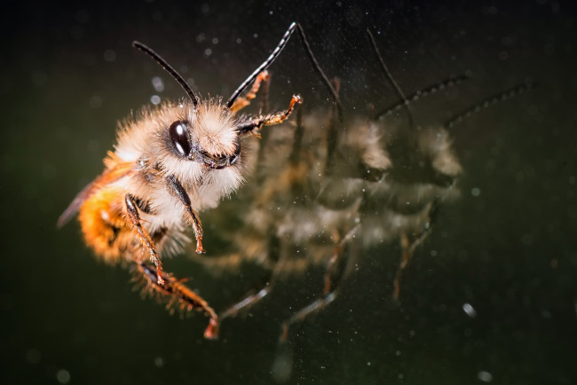 Обои картинки фото животные, пчелы,  осы,  шмели, пчела, отражения, стекло