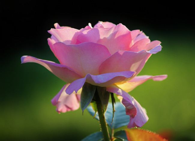 Обои картинки фото цветы, розы, лепестки, фон, нежная, розовая, роза