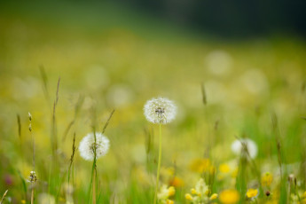 Картинка цветы одуванчики луг трава