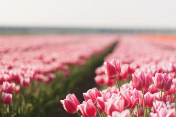 Картинка цветы тюльпаны тропинка поле