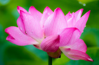 Картинка цветы лотосы лепестки лотос цветок розовый макро роса