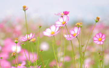 Картинка цветы космея поле розовая луг