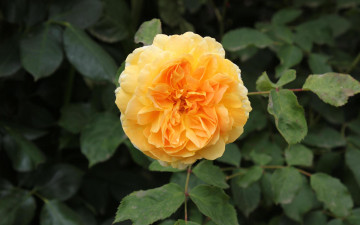 Картинка цветы розы роза листья желтая