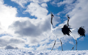 Картинка животные журавли японский журавль птицы облака небо пара