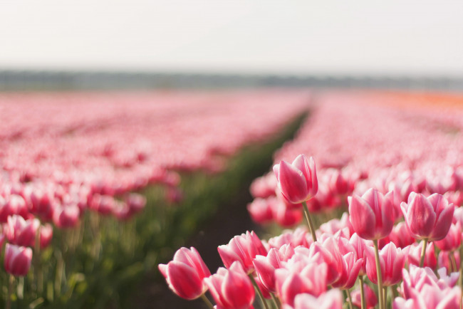 Обои картинки фото цветы, тюльпаны, тропинка, поле