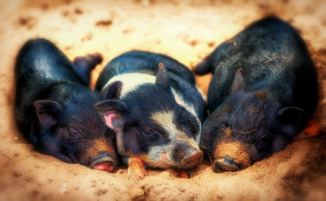 Картинка животные свиньи +кабаны природа поросята фон