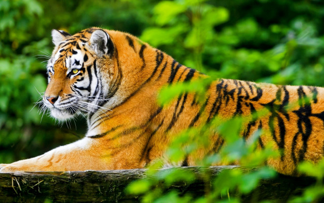 Обои картинки фото животные, тигры, хищник, рыжий, бревно, листья, тигр, зверь