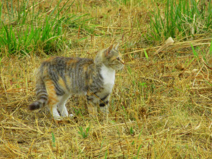 Картинка животные коты кошка