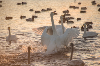 Картинка животные лебеди озеро птицы вода природа брызги
