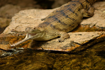 Картинка indian+gharial+crocodile животные крокодилы хищник
