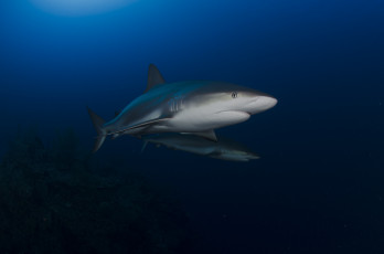 Картинка животные акулы акула море вода