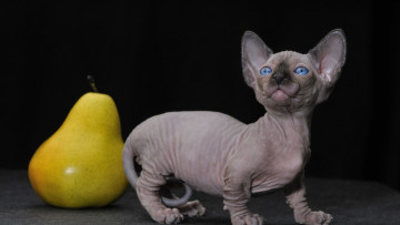 Картинка животные коты груша фрукт