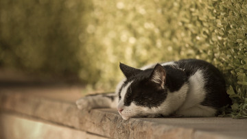 Картинка животные коты растения отдых