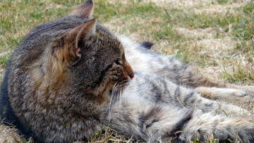 Картинка животные коты трава отдых
