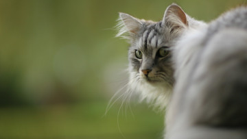 Картинка животные коты взгляд морда