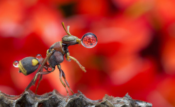 Картинка животные муравьеды капля насекомое муравей
