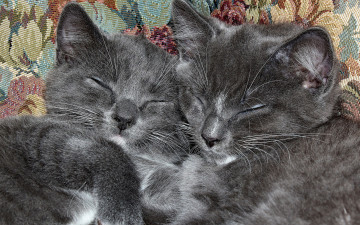 Картинка животные коты двое серый цвет