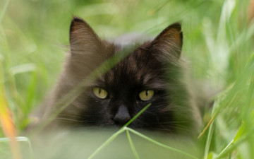 Картинка животные коты морда растения черный цвет
