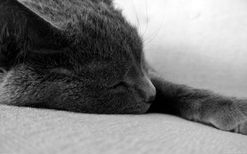 Картинка животные коты серый цвет