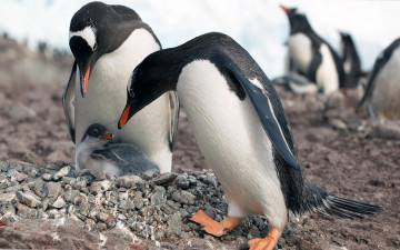Картинка животные пингвины камни детеныш