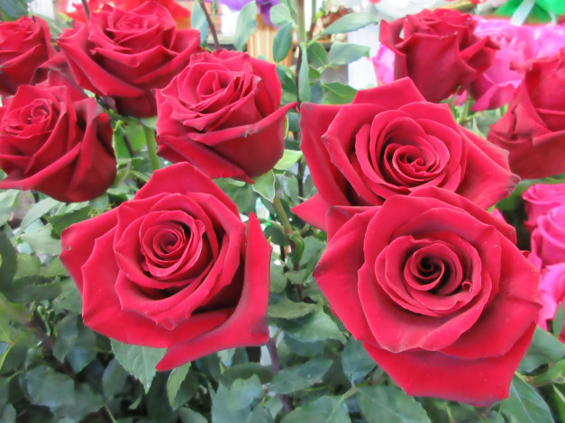 Обои картинки фото цветы, розы, красные