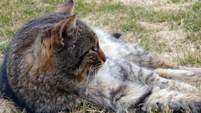 Обои картинки фото животные, коты, трава, отдых