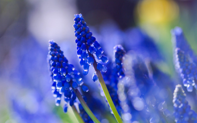 Обои картинки фото цветы, мускари, макро, размытость, поле, синие