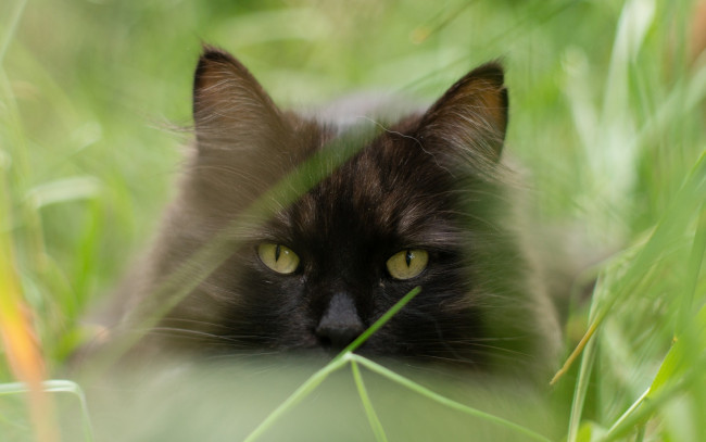 Обои картинки фото животные, коты, морда, растения, черный, цвет