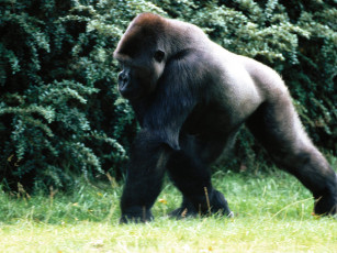 Картинка western lowland gorilla животные обезьяны