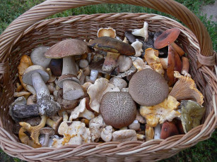 Картинка еда грибы грибные блюда