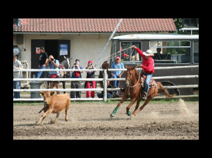 обоя спорт, конный